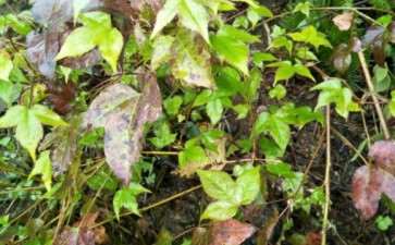 这个是三角枫下山桩吗 冬天为什么不落叶