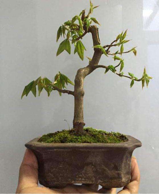 三角枫下山桩真的是分红芽和绿芽吗