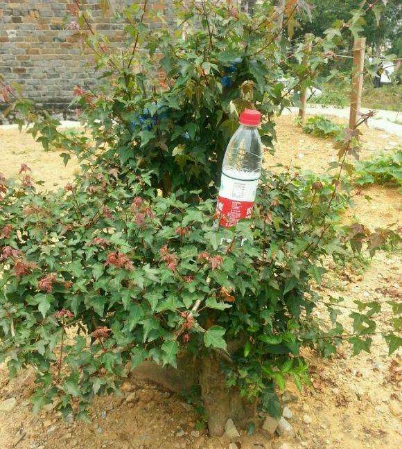 三角枫下山桩真的是分红芽和绿芽吗