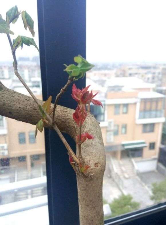 三角枫下山桩真的是分红芽和绿芽吗