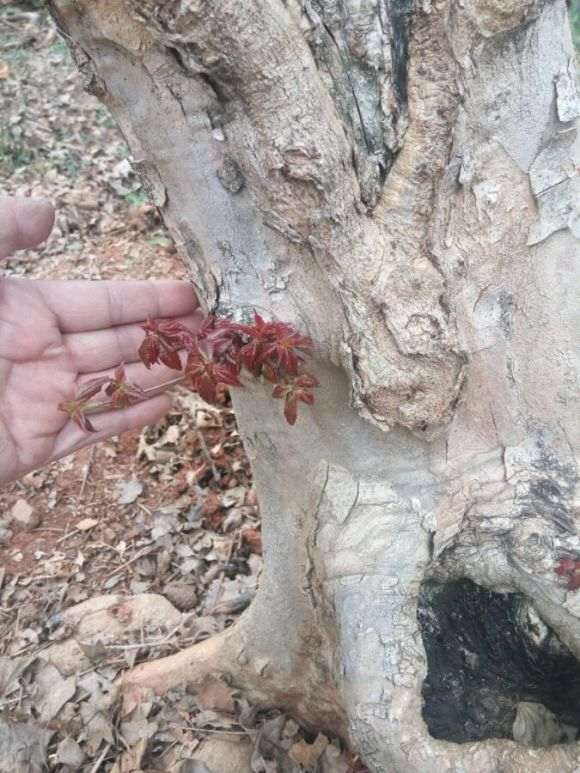 三角枫下山桩真的是分红芽和绿芽吗