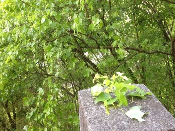 三角枫下山桩开花