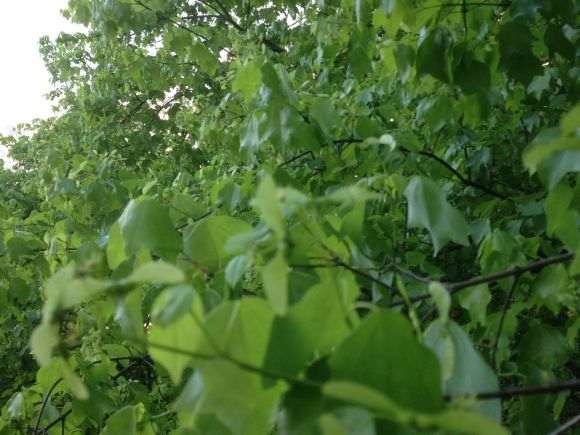 三角枫下山桩开花