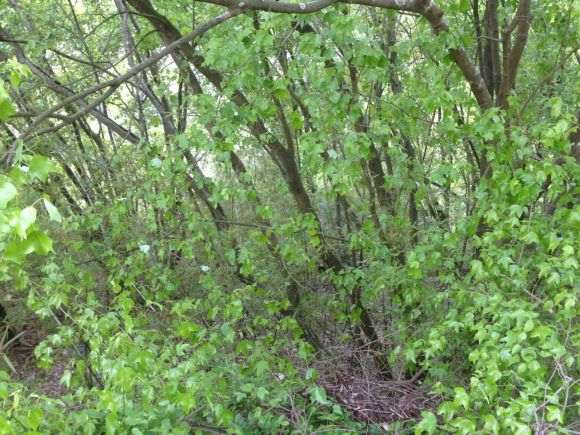 三角枫下山桩开花