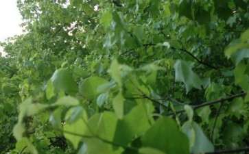 三角枫下山桩开花了 图片