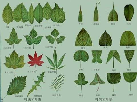 如何区别元宝枫、三角枫、五角枫下山桩