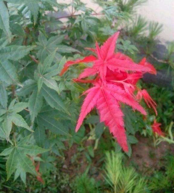 三角枫与枫香下山桩有什么区别
