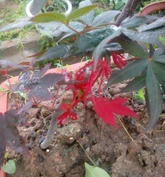 三角枫与枫香下山桩有什么区别