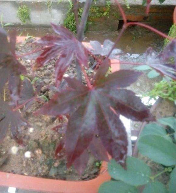 三角枫与枫香下山桩有什么区别