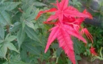 三角枫与枫香下山桩有什么区别 图片