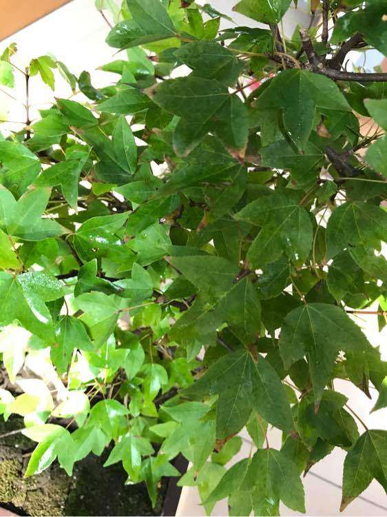 为什么三角枫下山桩叶子边缘干枯 图片