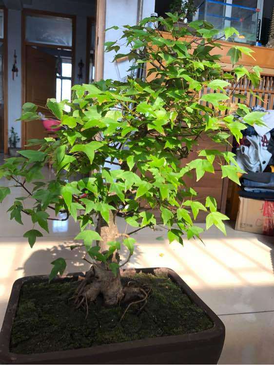 为什么三角枫下山桩叶子边缘干枯 图片