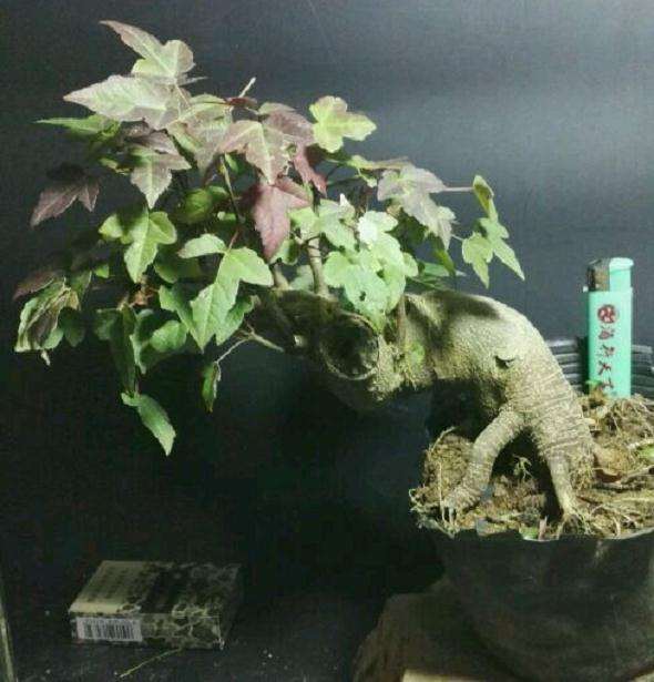 为什么三角枫下山桩做盆景的多