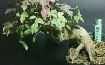 为什么三角枫下山桩做盆景的多 图片