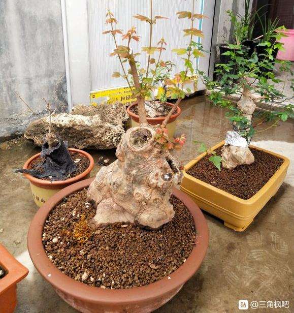 培养中的三角枫下山桩 怎么样