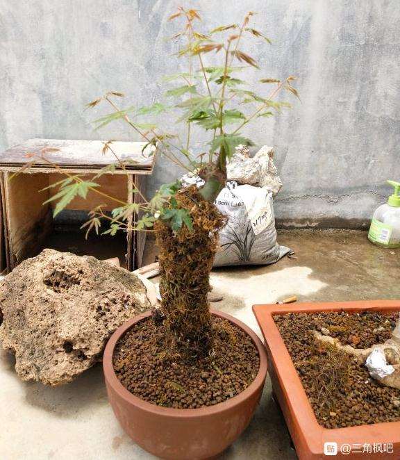 培养中的三角枫下山桩 怎么样
