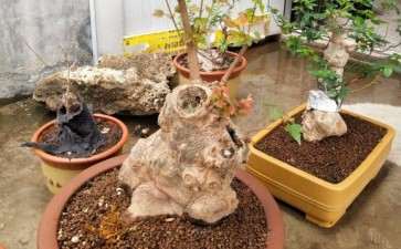 培养中的三角枫下山桩 可以吗 图片