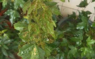 三角枫下山桩叶子好像有病怎么办 图片