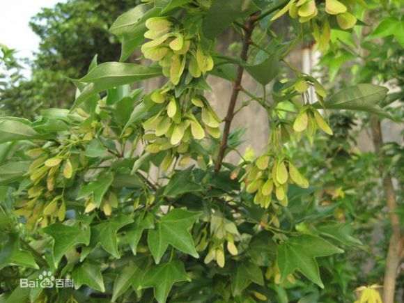 三角枫下山桩能耐零下多少度低温