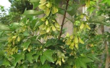 三角枫下山桩能耐零下多少度低温 图片