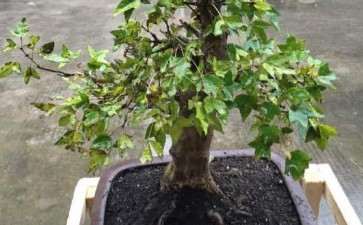 三角枫下山桩叶子发黄变枯是怎么回事