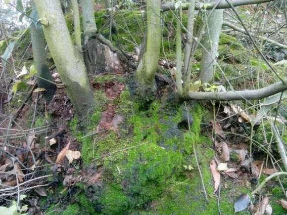 这到底是三角枫下山桩 还是香枫