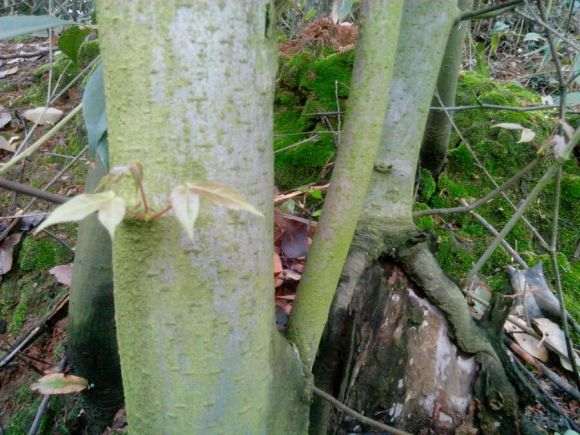 这到底是三角枫下山桩 还是香枫 图片