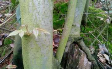 这到底是三角枫下山桩 还是香枫 图片