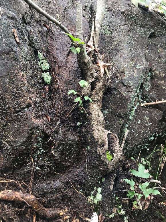 三角枫和枫香下山桩是一样的吗
