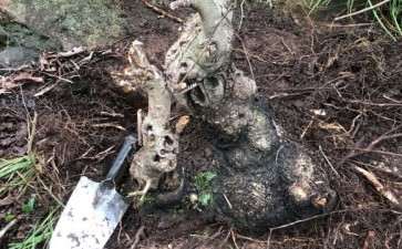 三角枫和枫香下山桩是一样的吗 图片