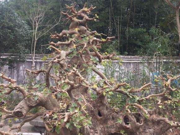 今天修剪的三角枫下山桩