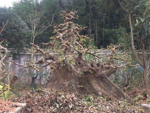 今天修剪的三角枫下山桩