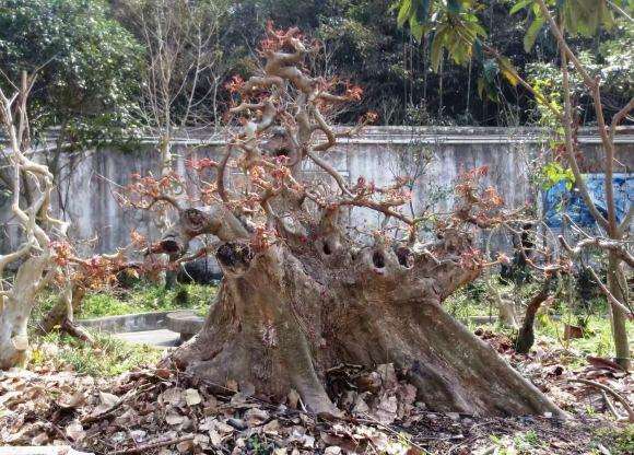 今天修剪的三角枫下山桩