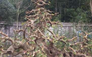 今天修剪的三角枫下山桩 图片