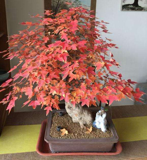 为什么三角枫下山桩入秋变红