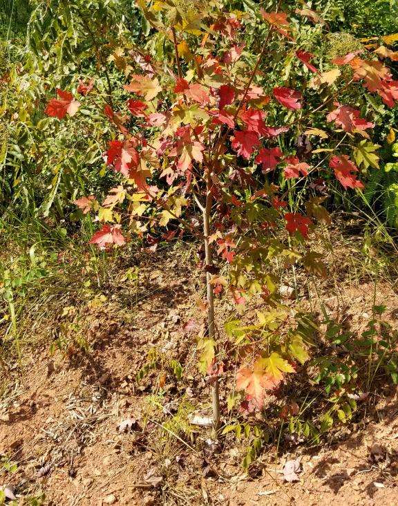 为什么三角枫下山桩入秋变红