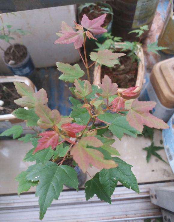 为什么可以让三角枫下山桩的叶子变红