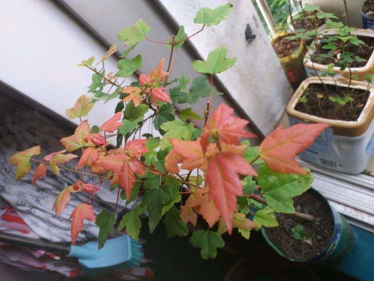 为什么可以让三角枫下山桩的叶子变红