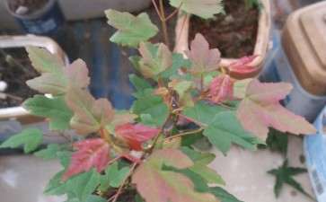 为什么可以让三角枫下山桩的叶子变红