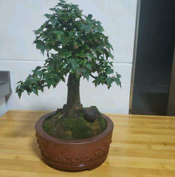 为什么三角枫下山桩 秋天了叶子