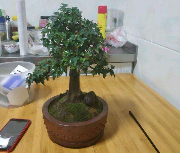 为什么三角枫下山桩 秋天了叶子