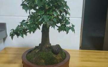 为什么三角枫下山桩 秋天了叶子 还不红