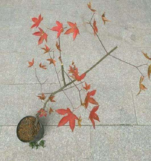 花散里能不能嫁接三角枫下山桩