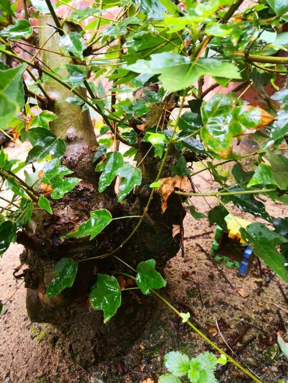 三角枫下山桩可以嫁接么 可以吗