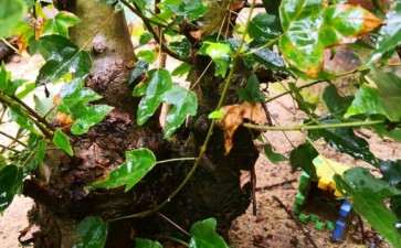 三角枫下山桩可以嫁接么 可以吗