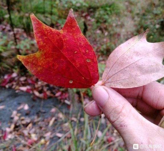 请问 我这个是三角槭下山桩中的哪一种