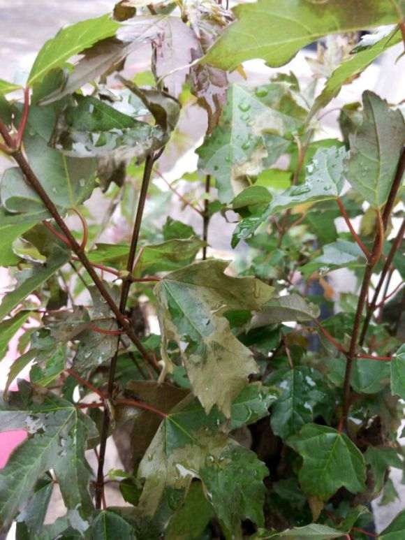 三角枫下山桩的叶子就枯萎了