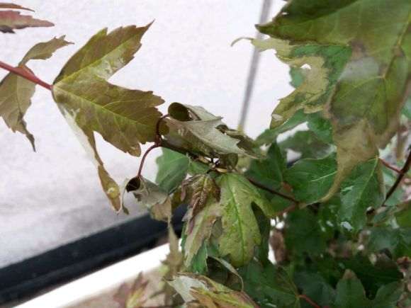 三角枫下山桩的叶子就枯萎了