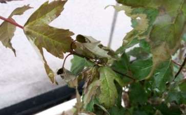 三角枫下山桩的叶子就枯萎了 图片