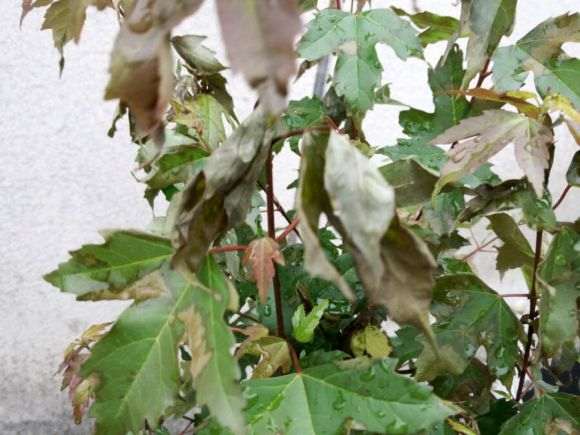 广东合适种三角枫下山桩吗